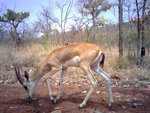 Chinkara in Bukkapatna State Forest
