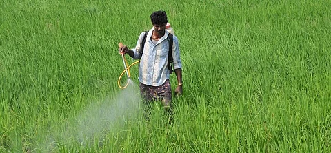 The ban applies to registration, import, manufacture, formulation, transport, sale and use of all these pesticides. Credit: Meeta Ahlawat