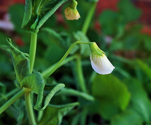 Naturally occurring pea varieties have one or two flowers per stalk. Credit: Public Domain Pictures