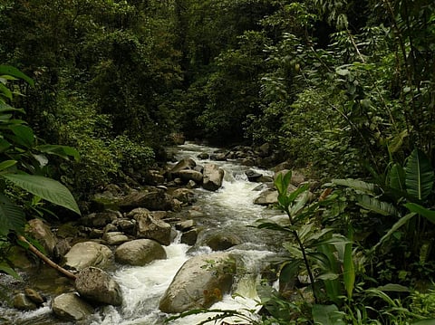 The Anchicaya River in Colombia        Credit: Wikimedia Commons