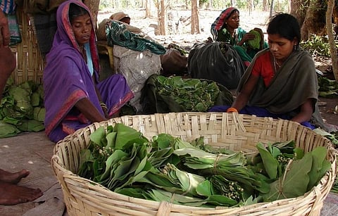 Community rights over kendu leaves, bamboo and mahua flowers are under maximum threat from the existing laws and rules that violate FRA. Credit: Kumar Sambhav Shrivastava