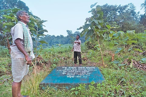 Till a few months ago, this teak plantation of the Odisha forest department was a thick forest on which residents of Gurjanga village, Dhenkanal, had traditionally depended for living (Photos: Ishan Kukreti)