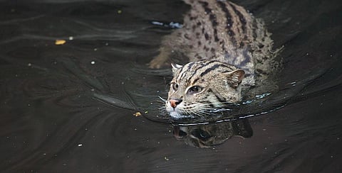 India's only wetland cat is under multiple threats