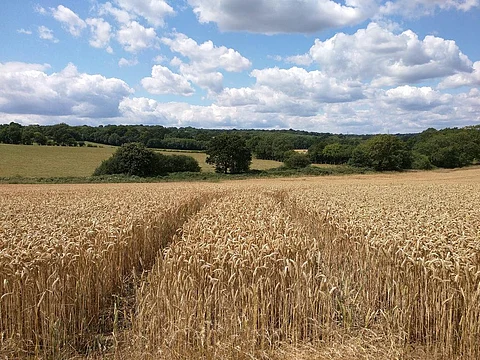 When wheat and paddy were removed from list of 16 crops, the impact on inflation was minor. Credit: Henry Hemming/Flickr