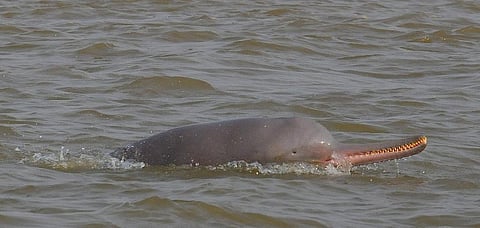 A Ganges River Dolphin Credit: Ravindra Kumar Sinha