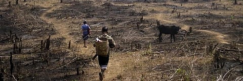 In the uplands of northeast India, shifting cultivation continues to be a dominant mode of food production. Credit: Wikimedia Commons