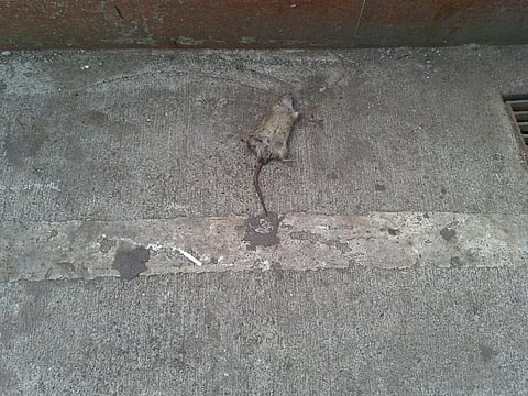 A dead rat in Colaba, Mumbai (Photo for representational purpose only) Credit: Flickt
