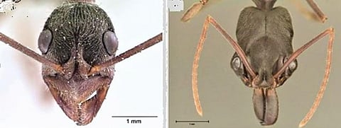 डाईएकेमा रुगोसम और ओडोंटोमेकस हिमेटोडस के सिरों पर लगे संयुक्त नेत्र