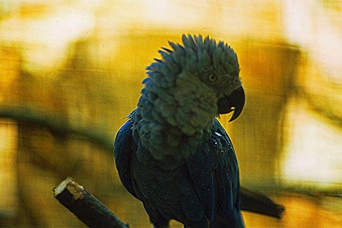 A Spix's Macaw in Vogelpark Walsrode, Walsrode, Germany in about 1980 Credit: Wikimedia Commons