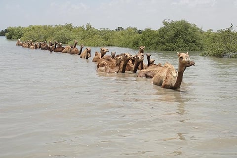 A herd of Kharai Camels crossing a stretch of water. Mangroves are seen in the background Credit: Mahesh Bhanani