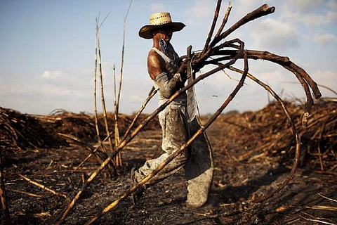 Field worker Jose Contreras, 31, carries sugar cane stalks on a field near Retalhuleu, Guatemala, on Nov. 25, 2011. (AP Photo/Rodrigo Abd)
