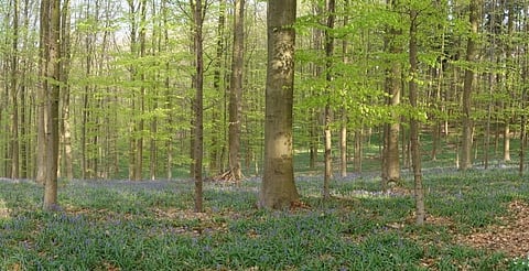 Credit: Hallerbos / Flickr