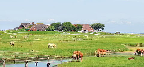 Low-lying Hooge faces constant
threat of inundation, even by a
high tide