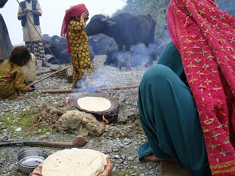 A Van Gujjar woman preparing 'chapatis' at a rest stop during the tribe's semi-annual trek in the Himalayas Credit: ILRI/Susan MacMillan/Flickr