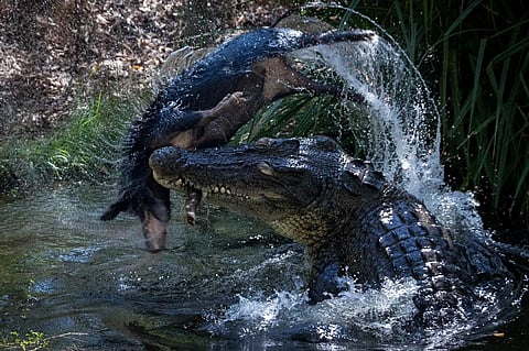 A male Saltwater Crocodile thrashes a feral pig carcass to tear it into pieces in a billabong in the Top End, Australia Credit: Adam Britton