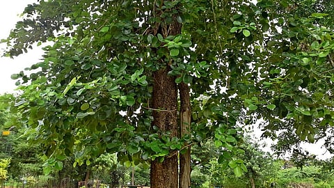 Indian researchers are figuring out how sandal trees derive their nutrition from other plants. Credit: Wikimedia Commons