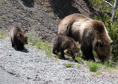 A Grizzly sow with cubs in Yellowstone Credit: Flickr