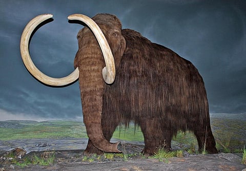 A life-size model of the woolly mammoth Credit: Wikimedia Commons