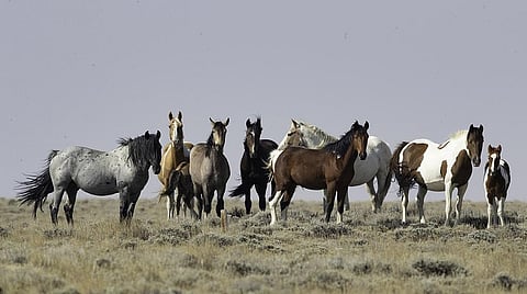 A herd of Mustangs in the western United States     Credit: Carol Walker