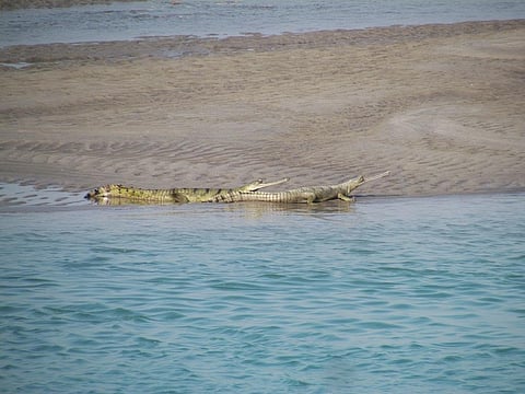 A pair of gharials in the Gandak river Credit: Samir Kumar Sinha