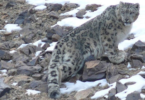 The Snow Leopard is one mammal species that could be affected by temperature increase in the high Himalayas Credit: Orjan Johansson