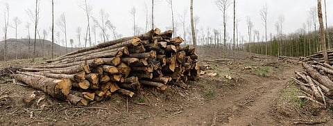 Credit: Getty Images