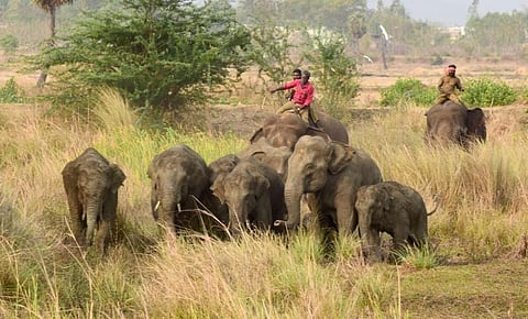 Wild elephants being chased away with the help of "Kumkis" in Srikakulam Credit: V Sundararaju