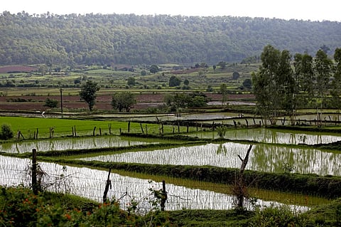 किसानों की नहीं, कंपनियों की हितैषी है सरकारी फसल विविधिकरण योजना!
