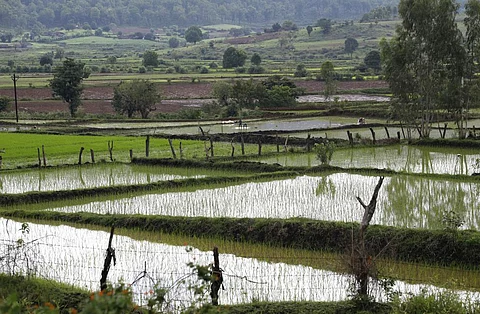 हरियाणा: धान की खेती के लिए अब नहरों से नहीं मिलेगा अतिरिक्त पानी