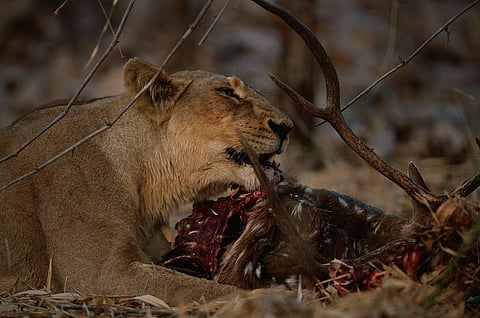 A lioness feasts on a Chital stag in Gir Credit: Getty Images