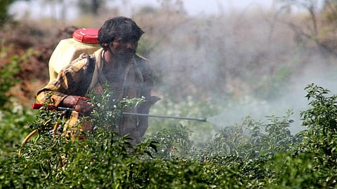 A Telangana farmer spraying pesticide in a field. Credit: InStem