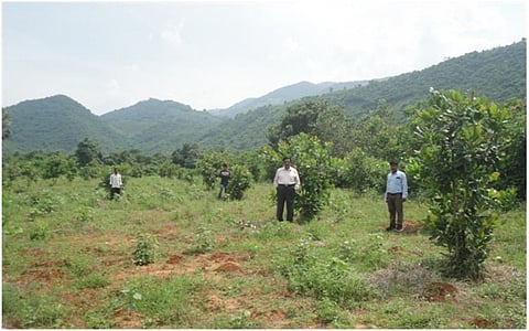 A Cashew plantation raised under ITDA in Srikakulam's Bhamini Mandal Credit: V Sundararaju