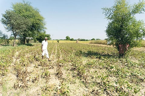 Mohan Lal, a farmer in Sodawas village, says last year, heavy floods destroyed his mung and this year, too, the crop failed due to no rains in the initial stage, and then untimely downpour. Credit: Ishan Kukreti