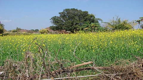 The trials have been approved at two locations - Punjab Agriculture University (PAU), Ludhiana and Indian Agricultural Research Institute (IARI), New Delhi. Credit: Supriya Singh/CSE