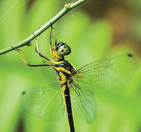 The Goan dragonfly has a peculiar habit of hanging from vegetation (Credit: Thomson Saburaj)