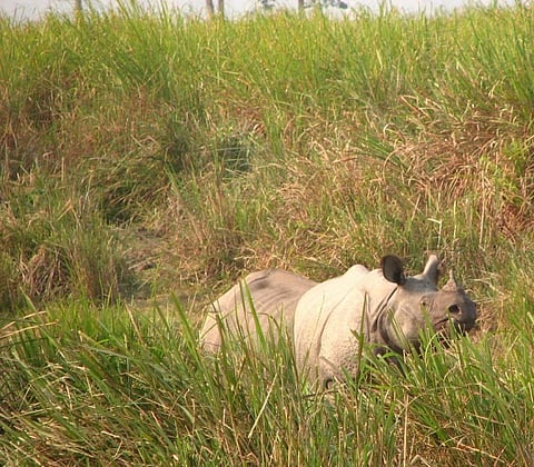 A One-horned Rhinoceros in Kaziranga National Park, Assam    Credit: Wikimedia Commons