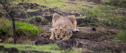 The Asiatic lion has survived the recent epidemic scare but it might not be so fortunate the next time. Credit: Getty Images