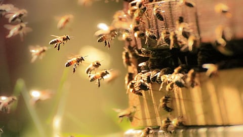 By understanding how insects penetrate their stings into skin, scientists hope to develop painless and non-damaging needle-syringe system. Credit Getty Images