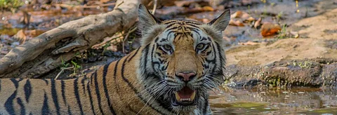 The Odisha forest department did not follow this protocol while translocating Sundari to Satkosia Tiger Reserve. Credit: Sudipta Chakraborty