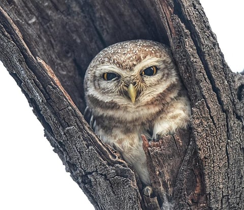 The most commonly traded species are Spotted Owlet Athene brama, Barn Owl Tyto albaand Rock Eagle-Owl Bubo bengalensis. Credit: Vikas Choudhary