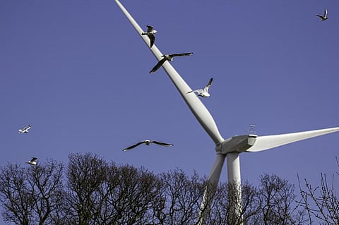 Wind farms reduce the number as well as activity of predatory birds. Credit: Getty Images