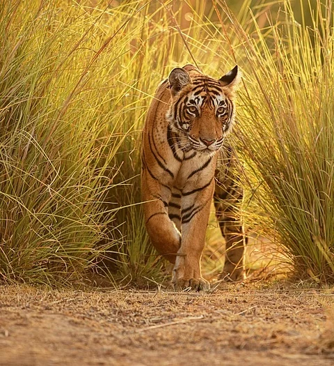 Representational Photo   Credit: Getty Images