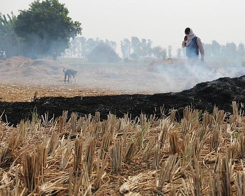 Representational Photo of stubble burning Credit: Vikas Choudhary