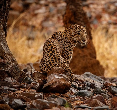 A Leopard in the rain. Credit: Getty Images