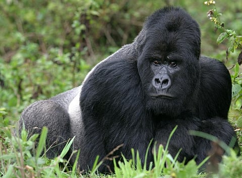A silverback in Rwanda's Virunga mountains. Credit: Getty Images