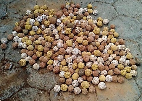 Seed balls ready for sowing