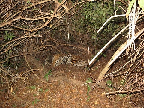 The Satkosia Tiger Reserve authorities say a maggot-infested wound in the dorsal neck region of the three-year-old male tiger may have killed it. Credit: Odisha Forest Department