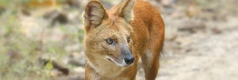 A Dhole. Credit: Getty Images