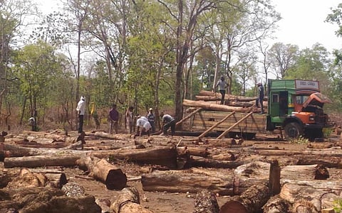A 2016 photo of the Forest Development Corporation of Maharashtra's tree-felling activities in Brahmapuri Forest Division. Credit: Shruti Agrawal