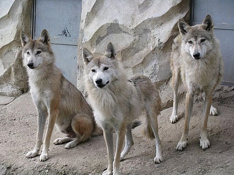 Three Himalayan wolves at the Padmaja Naidu Himalayan Zoological Park. Credit: Wikimedia Commons